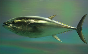 20120521-bluefin tunaPacific_bluefin_tuna.jpg